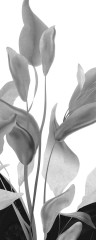 Fiori di Luna [A]